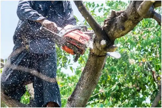 tree services Nashville